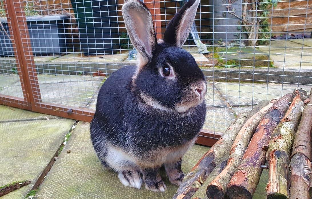 Blue Cross Rehoming Centre S Search For Forever Home For Rabbits Bury Times