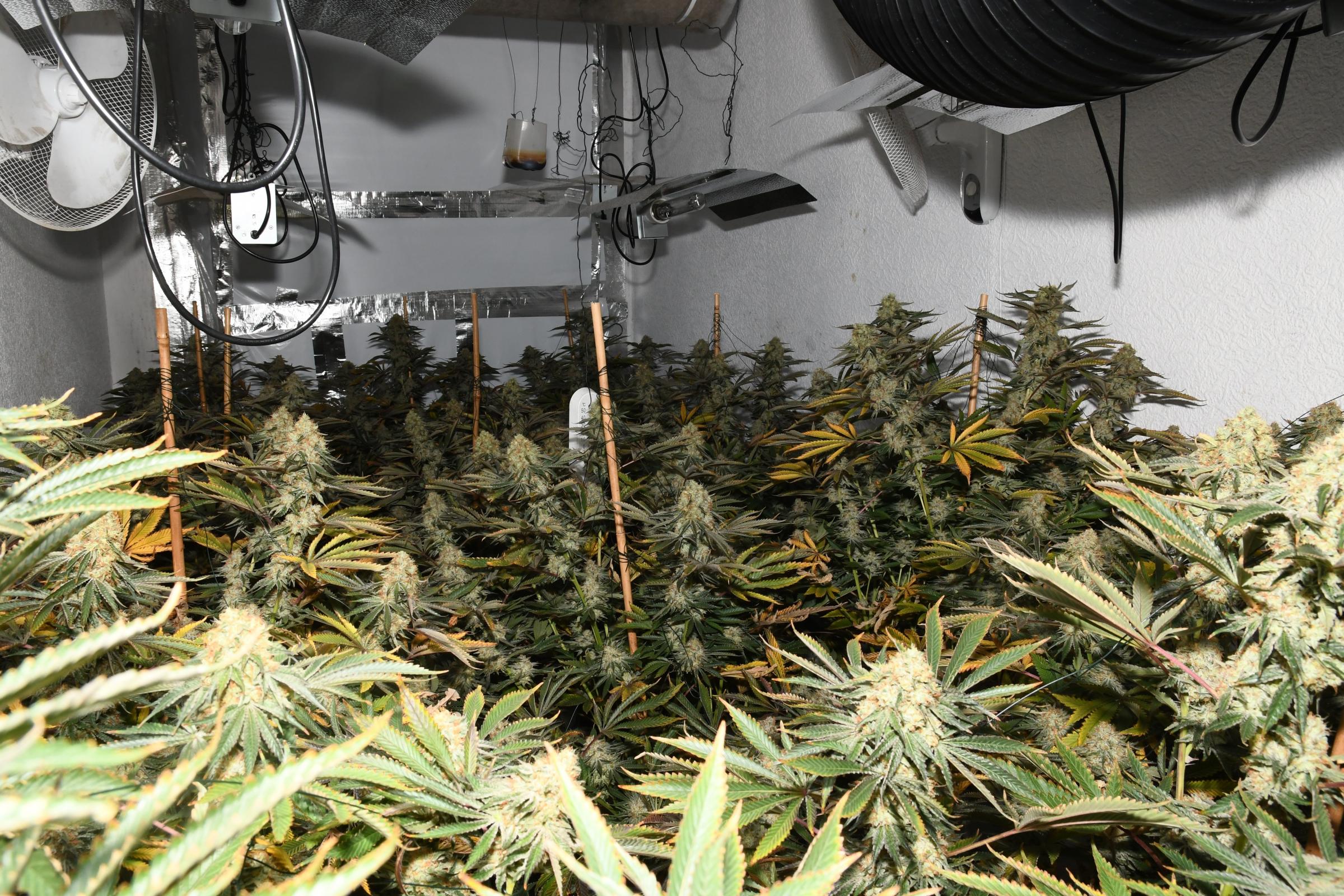 The cannabis farm