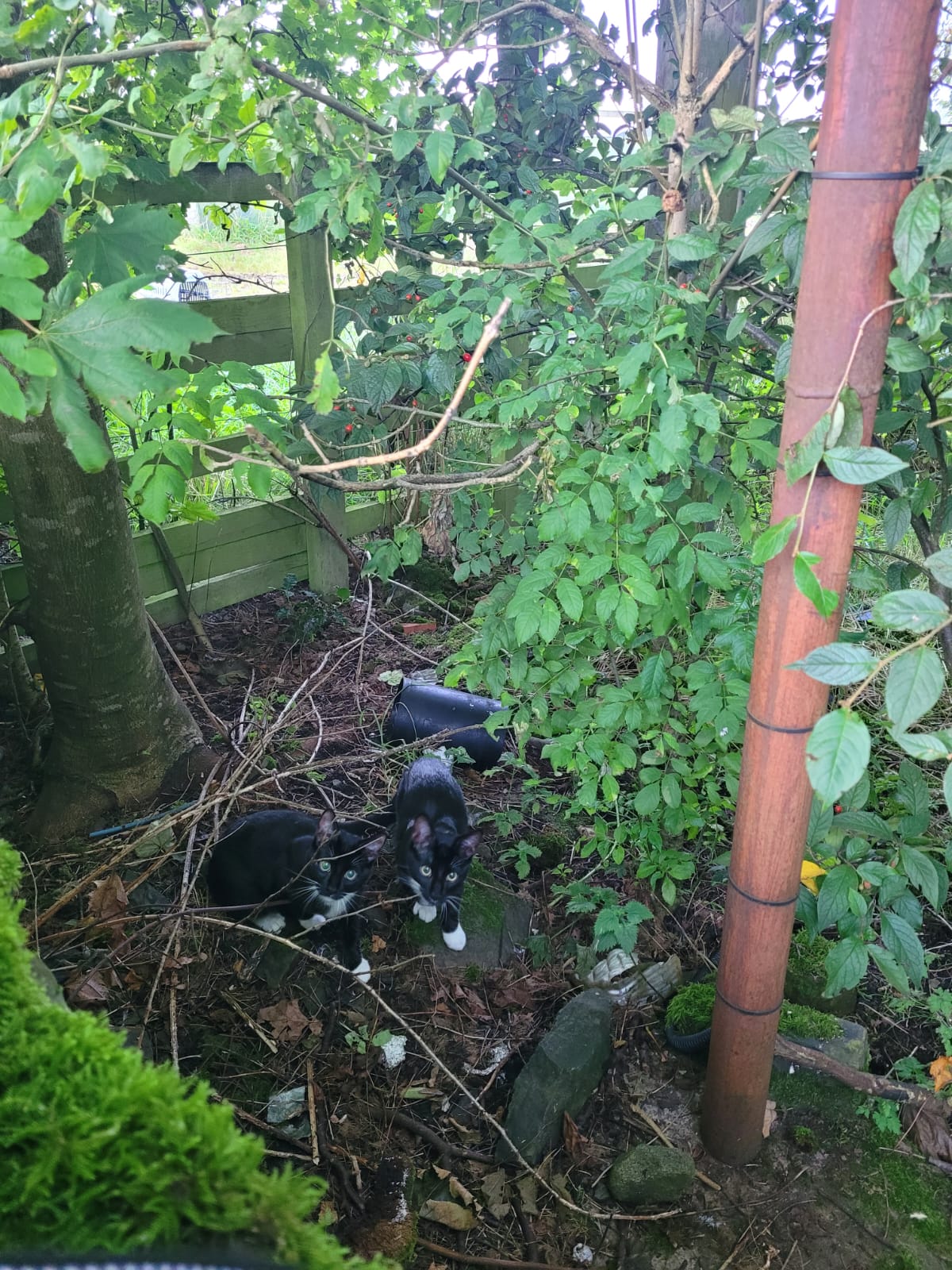 Bleakholt Sanctuary finds kittens abandoned in a bin