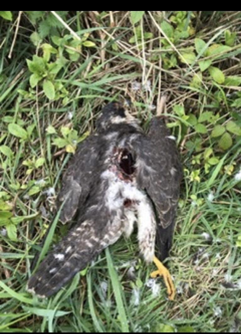 Protected Peregrine Falcon Found Shot Dead At Elton